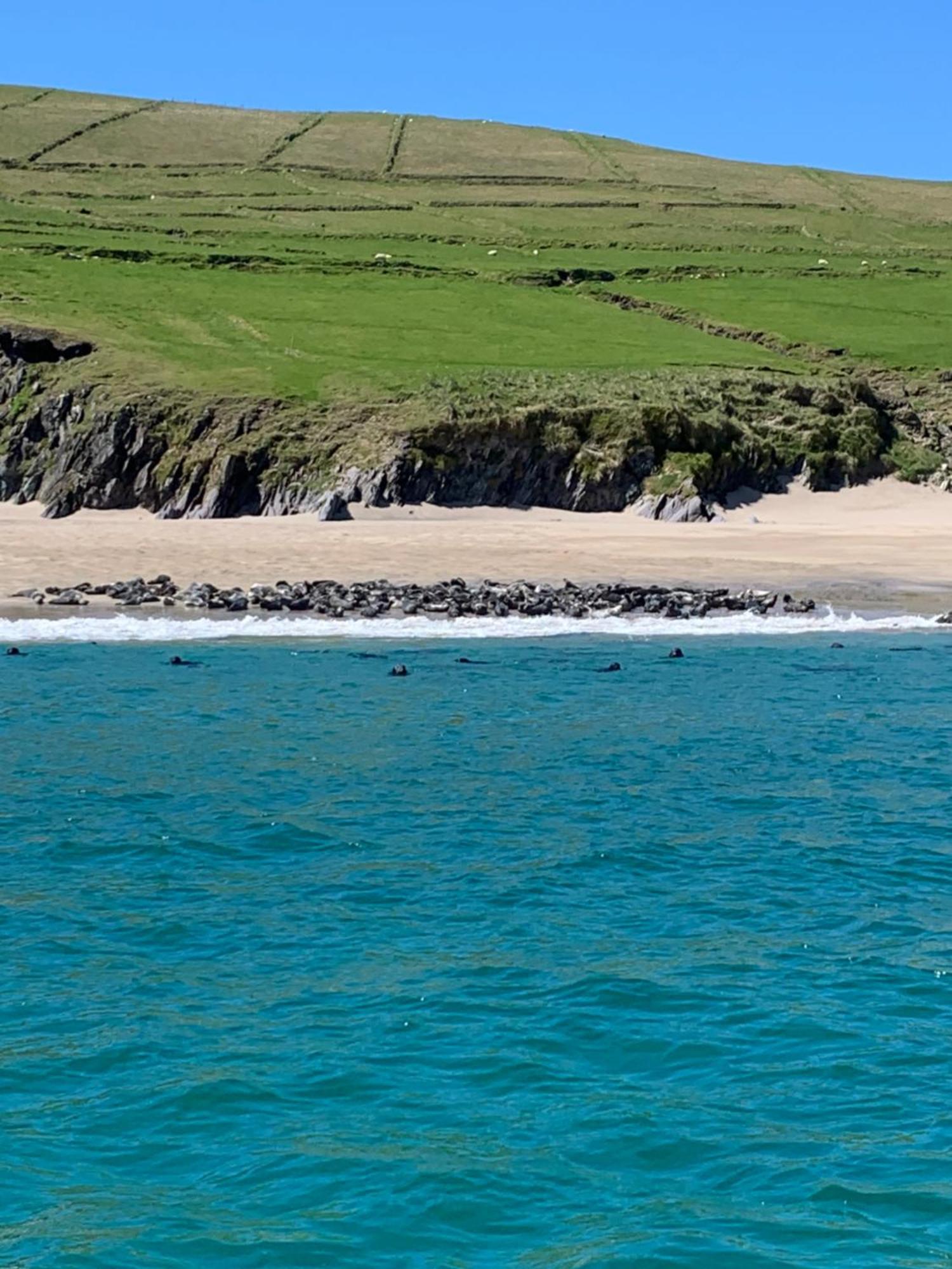 The Plough B&B Ventry Zewnętrze zdjęcie